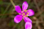 Largeflower fameflower